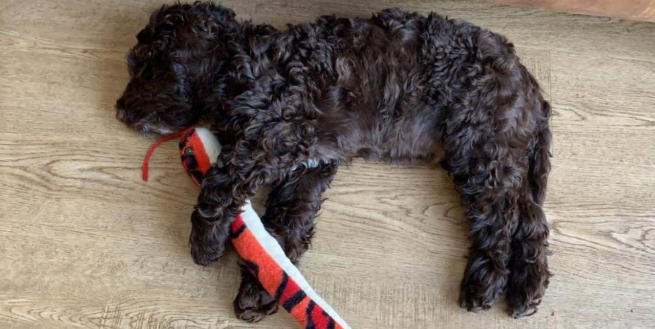 How do I stop my puppy Biting us? Happy Stress Free Dogs