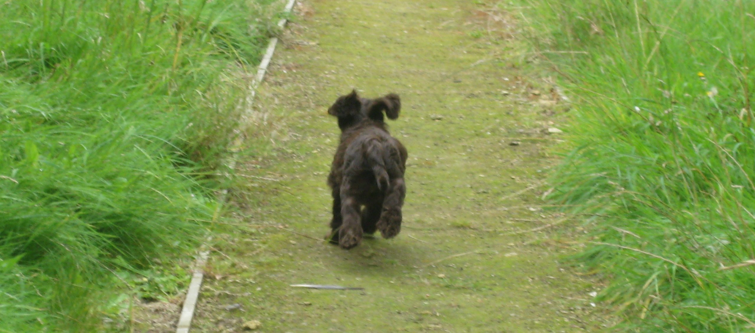 How to walk a puppy on a lead