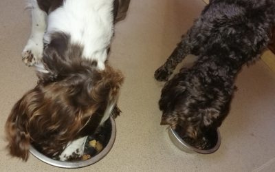 My dog is a Fussy Eater. How to feed your dog successfully.
